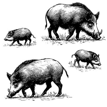 sketch set of wild pigs on white background, vector illustration