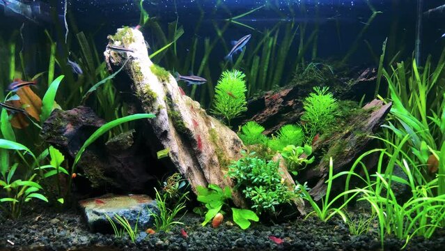 Natural style planted aquarium with Shrimps and Fish