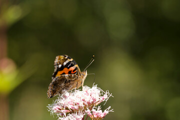フジバカマの花から旧蜜するアカタテハ蝶（自然光・マクロレンズ接写）
