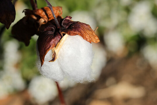 収穫期を迎える純白の美しい綿花アップ（晴天自然光＋ストロボ・マクロ接写撮影）
