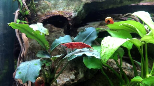 Red Cherry Shrimp silent on an aquatic plant leaf in the planted aquarium