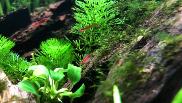 Planted aquarium cleaning service by red cherry shrimps