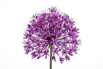 Purple Allium flower isolated on white background. Close up. - obrazy, fototapety, plakaty