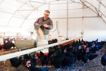 Male worker refilling food cans for black chickens in henhouse