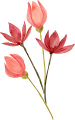 Watercolor red flower 