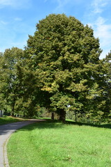 tree at a park way