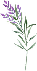 Obraz premium Watercolor purple flower