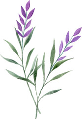 Fototapeta na wymiar Watercolor purple flower