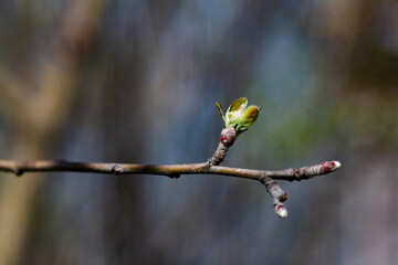 bud on an apple tree