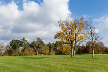 Glade with separate trees in autumn park against forest