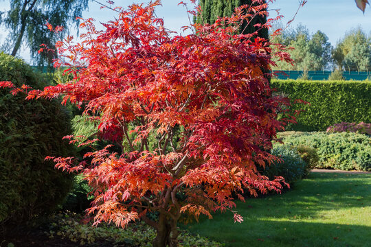 Young tree of Japanese maple with red leaves in park