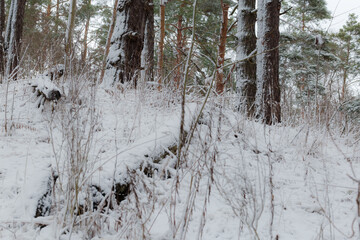Hilly section of winter forest with pines trunks and branches