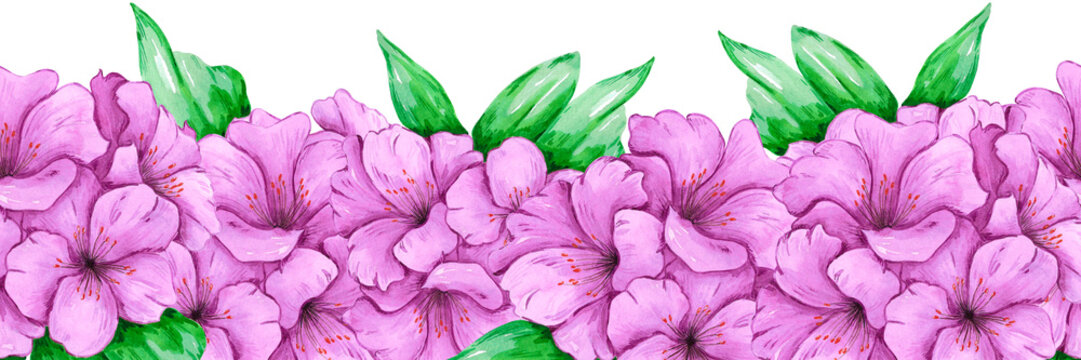 Hand drawn watercolor purple azalea seamless border isolated on white background. Can be used for label, tape, decoration and other printed products.