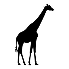 Animal Silhouette Vector