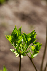 young lilac sprout