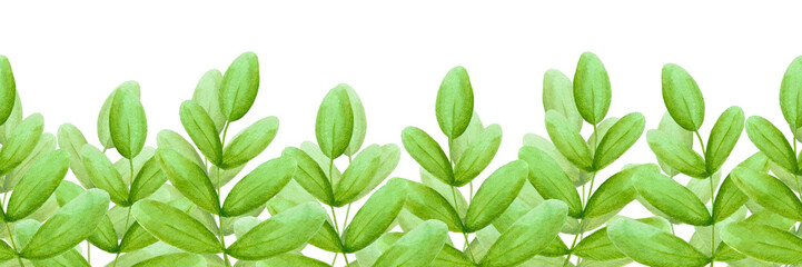 Hand drawn watercolor green leaves seamless boarder isolated on white background. Can be used for label, tape, decoration and other printed products.