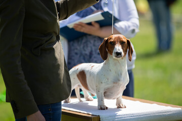 Dog show. Experts evaluate the dog at competitions.