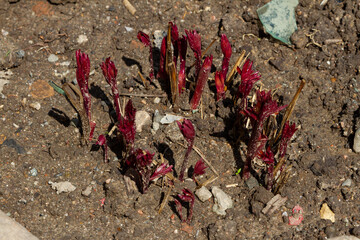 peony shoots in spring