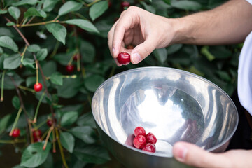 In a close shot, a man meticulously picks ripe cherries from the branch, his fingers delicately...