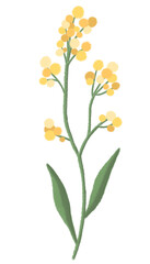 Akasia Yellow Flower