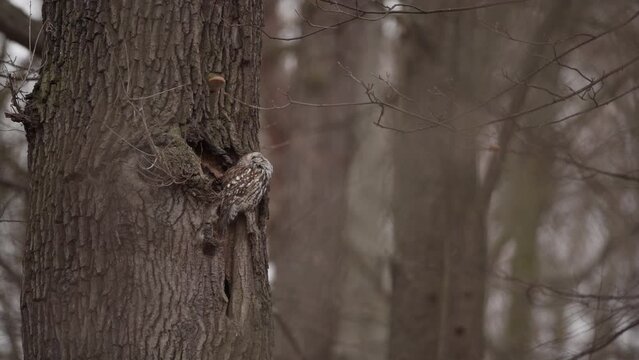 Tawny owl is sitting on its nest. Brown owl in winter forest. Calm strix aluco is looking around in the wood.