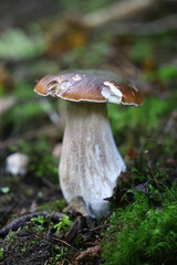 Penny bun, Boletus edulis, also known as  cep, porcino or porcini, wild edible bolete mushroom from Finland