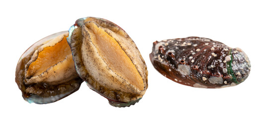 Close up of raw abalone isolated on white background, clipping path cut out.