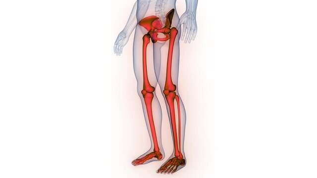 Human Skeleton System Lower Limbs Bone Joints Anatomy Animation Concept