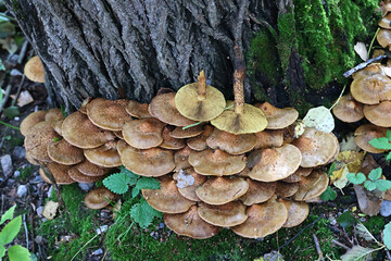 Shaggy scalycap, Pholiota squarrosa, known also as shaggy Pholiota, or scaly Pholiota, wild...