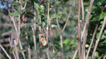 Red mulberry tree in the garden 