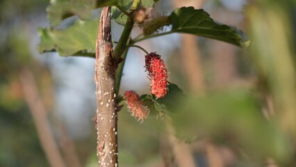 Red mulberry tree in the garden 