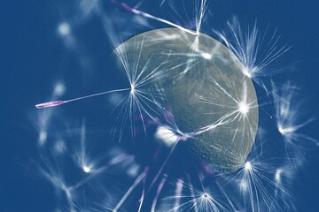 dandelion on blue