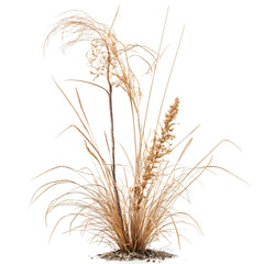 Obraz premium Stand Out with a 3D Dead Plant and Dry Grass On transparent background PNG file