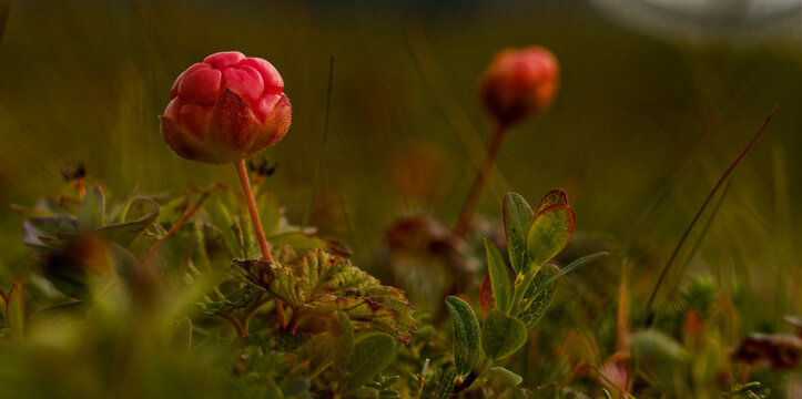 Mullets berries in the field.