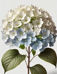 Tapeta Hortensja ogrodowa na białym tle. Generative AI - obrazy, fototapety, plakaty