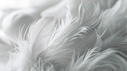A collection of soft, feathery textures in a monochromatic white scheme. 