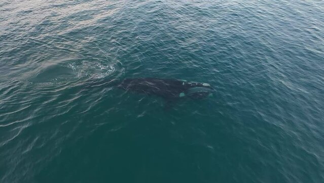 Southern right whales are feeding near the surface. Right whales around peninsula Vald&eacute;s. Rare whales in Atlantic ocean. Eubalaena australis are swimming with open mouth.