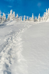 Winter mountain scenery with snow covered hiking trail, smaller trees with blue sky above bellow...