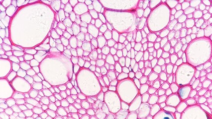 Xylem tissue of sunflower (Helianthus sp) root. Cross section of dicot root. Selective focus