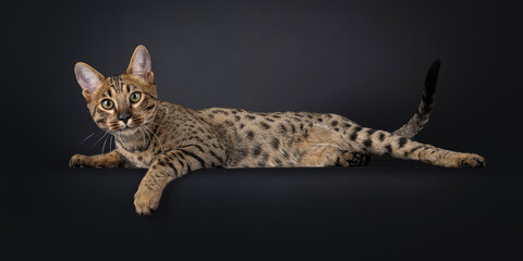 Gorgeous Savannah cat, laying side ways on edge. Looking towards camera, isolated on black...