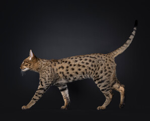 Gorgeous Savannah cat, walking side ways with tail up. Looking away from camera, isolated on black background.