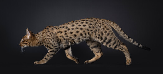 Gorgeous Savannah cat, walking side ways in hunting pose. Looking away from camera, isolated on black background.