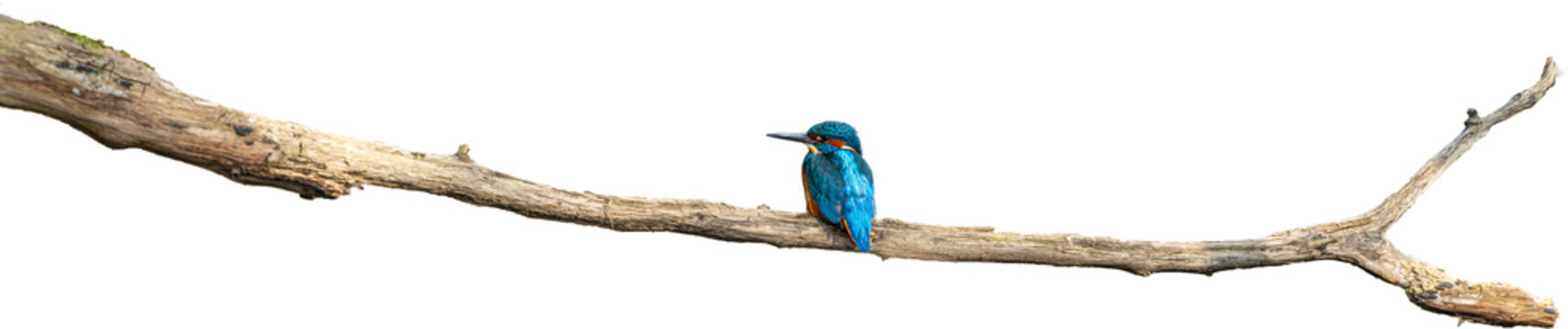 Eisvogel