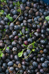 Olives on branches in the afternoon sun in an olive grove.