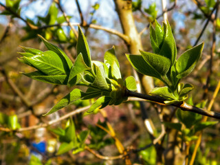 Green leaves growing on branch.