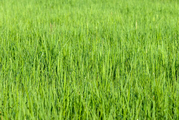 The perfect green background of fresh grass