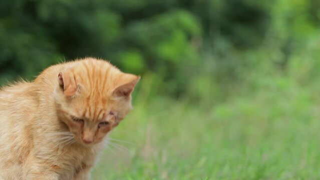 A young stray cat with a broken ear and a wound near the eye against the background of green bushes. Portrait of a homeless unfortunate cat with one ear.Slow motion.