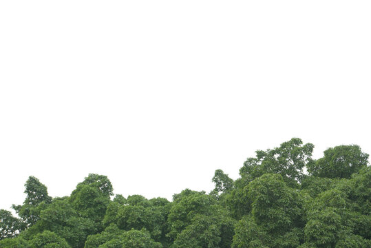 Lush green leaves in the outdoor garden There is free space for working.