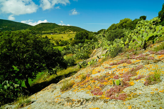 Domus de Janas della necropoli di Sas Concas , Provincia di Sassari, Sardegna, Italy