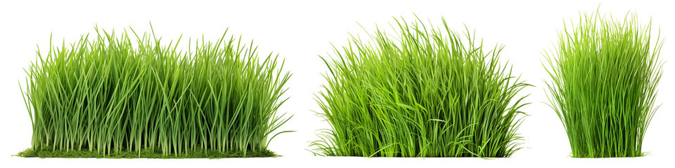 Fototapeta na wymiar Set of different short vertical piece of green grass cut on a transparent background. Different grass with sprouts, side view, close-up.